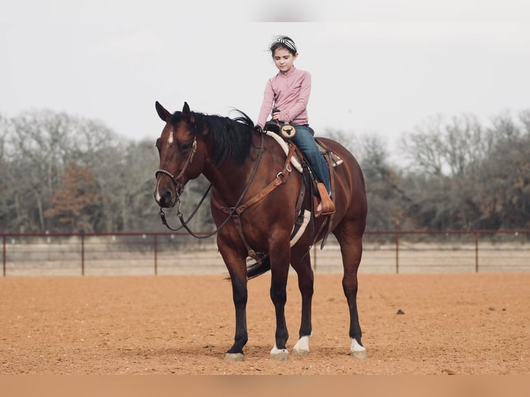 American Quarter Horse Mix Castrone 7 Anni 163 cm Sauro ciliegia in Fort Worth Texas