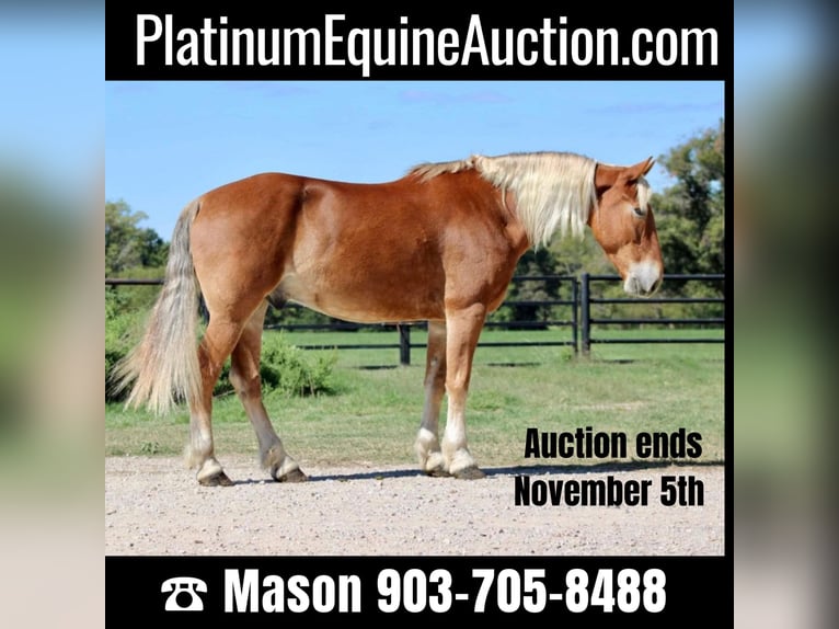 American Quarter Horse Castrone 7 Anni 163 cm Sauro ciliegia in Canton TX