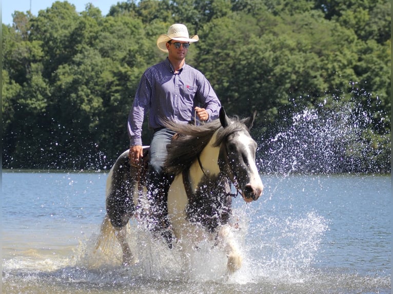 American Quarter Horse Castrone 7 Anni 163 cm Tobiano-tutti i colori in Brodhead Ky