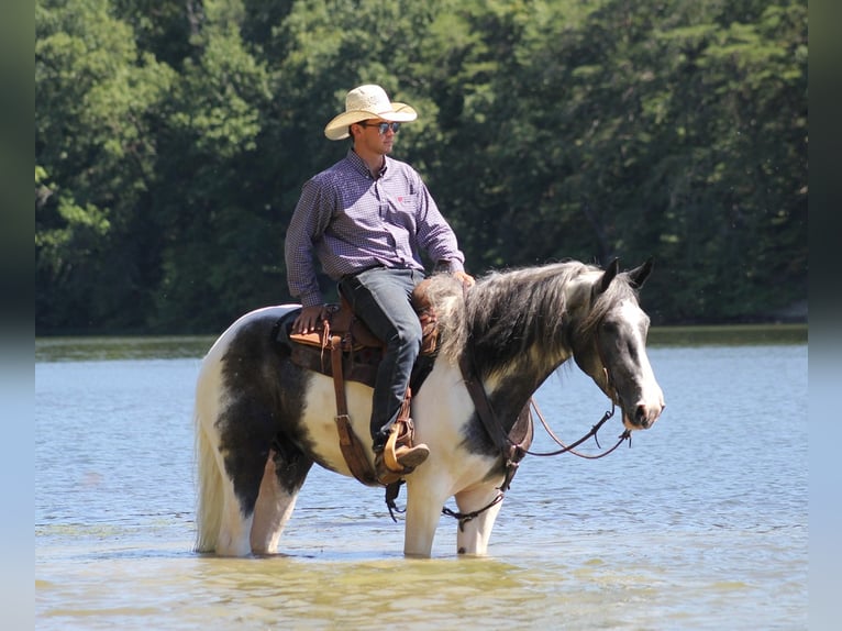 American Quarter Horse Castrone 7 Anni 163 cm Tobiano-tutti i colori in Brodhead Ky