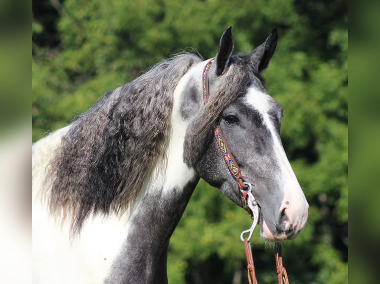 American Quarter Horse Castrone 7 Anni 163 cm Tobiano-tutti i colori in Brodhead Ky