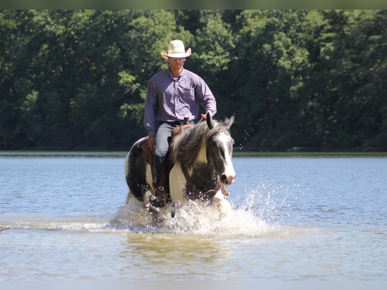 American Quarter Horse Castrone 7 Anni 163 cm Tobiano-tutti i colori in Brodhead Ky