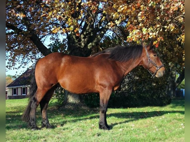 American Quarter Horse Castrone 7 Anni 165 cm Baio ciliegia in Howell, MI