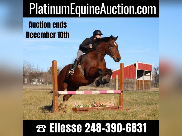 American Quarter Horse Castrone 7 Anni 165 cm Baio ciliegia in Howell, MI