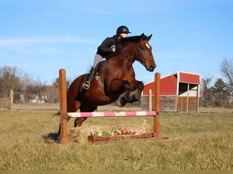 American Quarter Horse Castrone 7 Anni 165 cm Baio ciliegia in Howell, MI