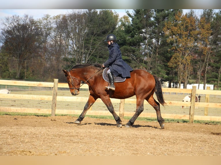 American Quarter Horse Castrone 7 Anni 165 cm Baio ciliegia in Howell, MI