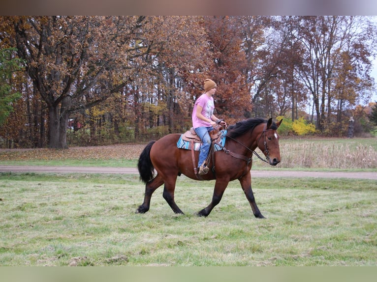 American Quarter Horse Castrone 7 Anni 165 cm Baio ciliegia in Howell, MI