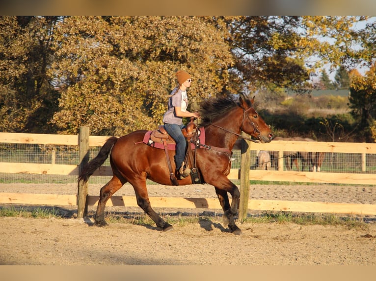 American Quarter Horse Castrone 7 Anni 165 cm Baio ciliegia in Howell, MI