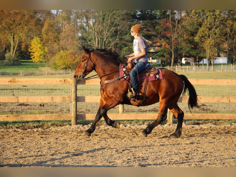 American Quarter Horse Castrone 7 Anni 165 cm Baio ciliegia in Howell, MI