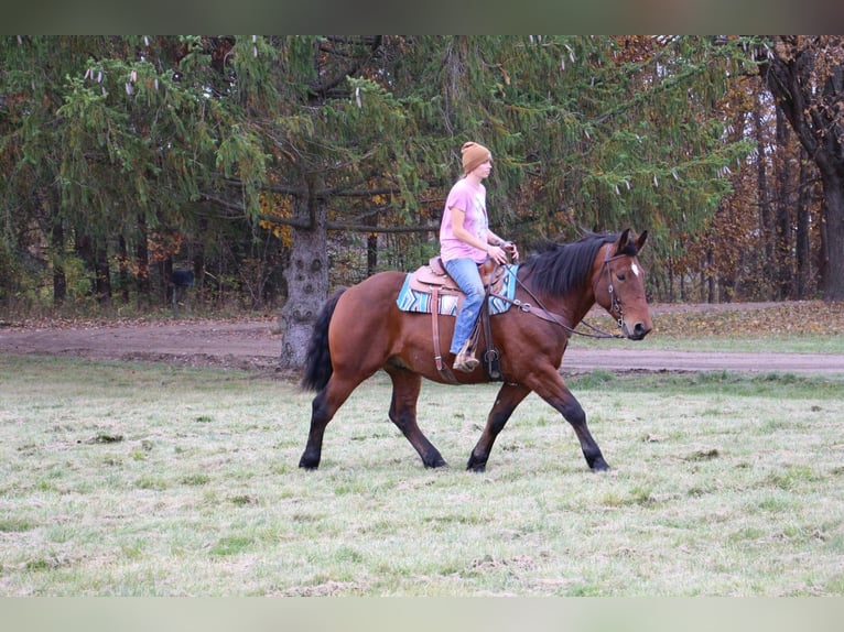 American Quarter Horse Castrone 7 Anni 165 cm Baio ciliegia in Howell, MI