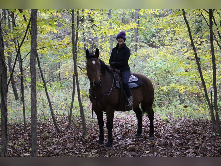 American Quarter Horse Castrone 7 Anni 165 cm Baio ciliegia in Howell, MI