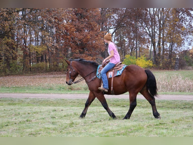 American Quarter Horse Castrone 7 Anni 165 cm Baio ciliegia in Howell, MI