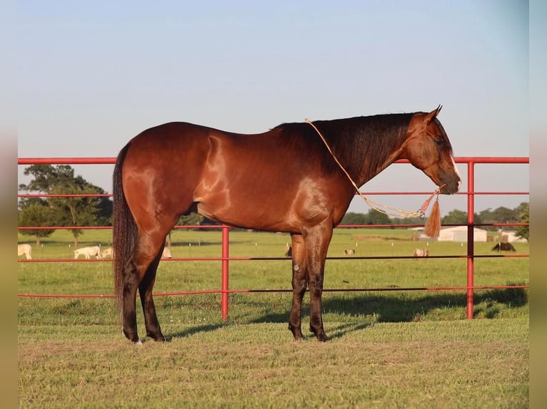 American Quarter Horse Castrone 7 Anni 165 cm Baio ciliegia in Grand Saline