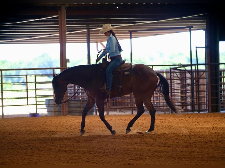 American Quarter Horse Castrone 7 Anni 165 cm Baio ciliegia in Grand Saline