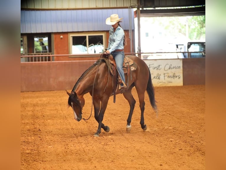 American Quarter Horse Castrone 7 Anni 165 cm Baio ciliegia in Grand Saline