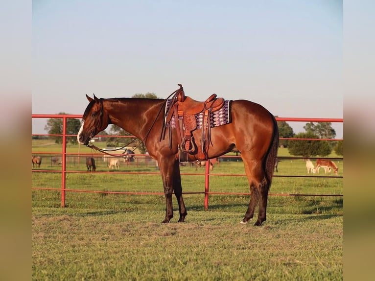 American Quarter Horse Castrone 7 Anni 165 cm Baio ciliegia in Grand Saline