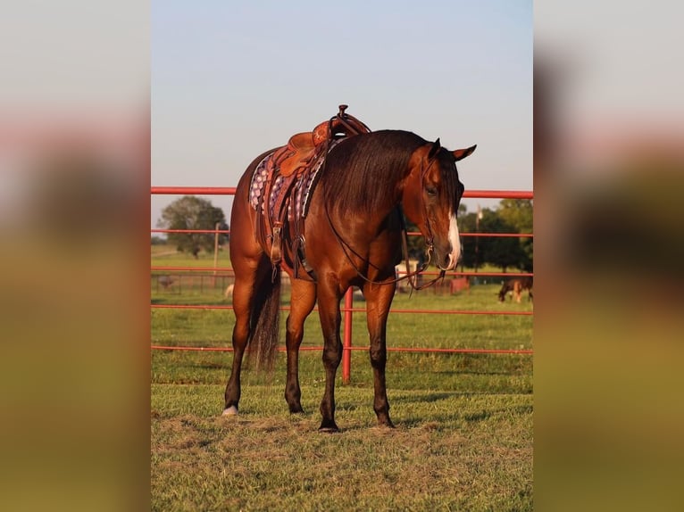 American Quarter Horse Castrone 7 Anni 165 cm Baio ciliegia in Grand Saline