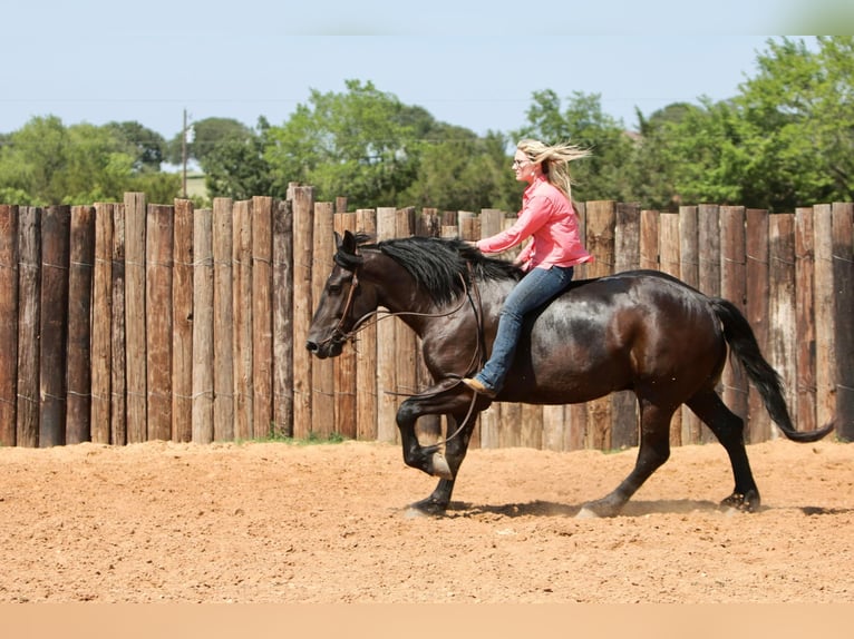 American Quarter Horse Castrone 7 Anni 165 cm Morello in jOSHUA tx