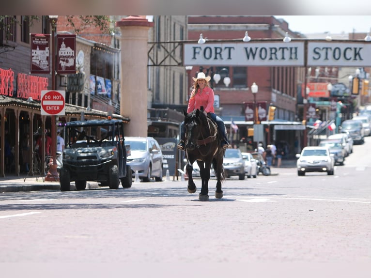 American Quarter Horse Castrone 7 Anni 165 cm Morello in jOSHUA tx