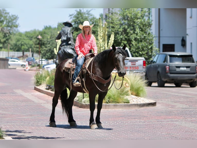 American Quarter Horse Castrone 7 Anni 165 cm Morello in jOSHUA tx