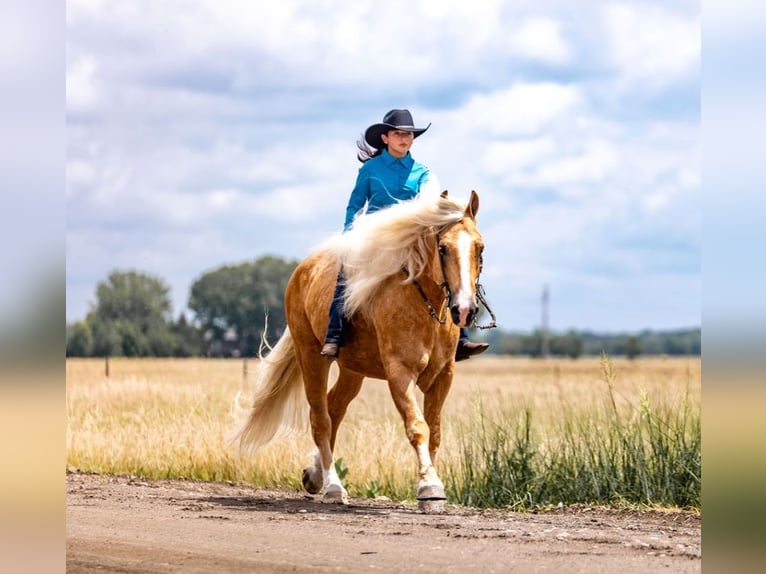 American Quarter Horse Mix Castrone 7 Anni 165 cm Palomino in Grand Island, NE