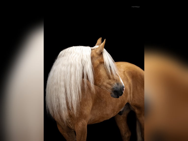 American Quarter Horse Mix Castrone 7 Anni 165 cm Palomino in Grand Island, NE