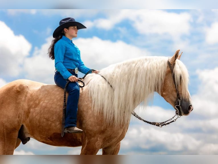 American Quarter Horse Mix Castrone 7 Anni 165 cm Palomino in Grand Island, NE