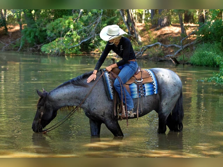 American Quarter Horse Castrone 7 Anni 165 cm Roano blu in Huntsville Tx