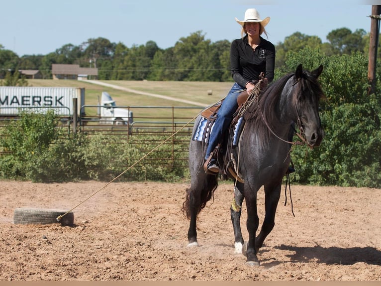 American Quarter Horse Castrone 7 Anni 165 cm Roano blu in Huntsville Tx