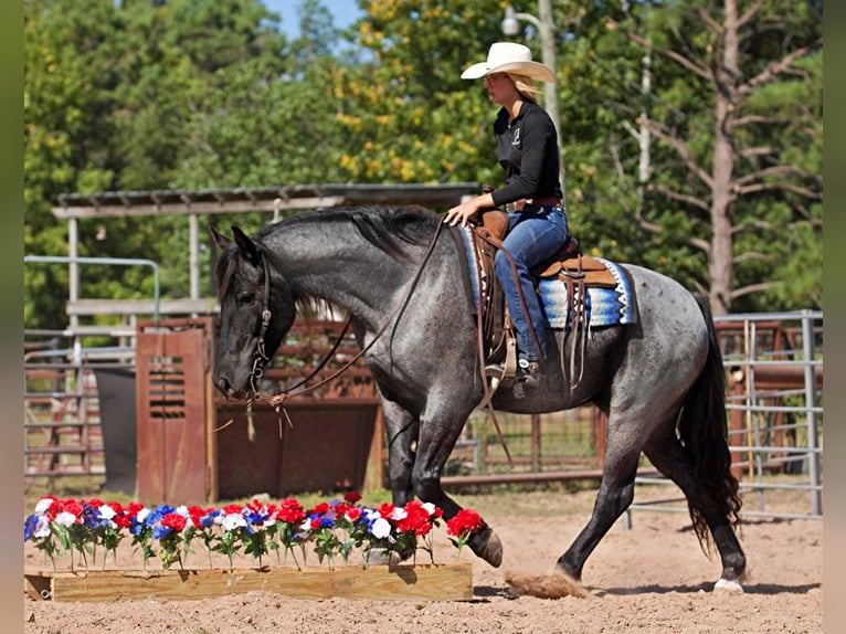 American Quarter Horse Castrone 7 Anni 165 cm Roano blu in Huntsville Tx