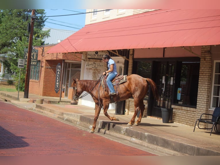 American Quarter Horse Castrone 7 Anni 165 cm Roano rosso in Rusk TX