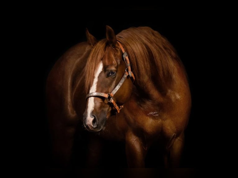 American Quarter Horse Castrone 7 Anni 165 cm Sauro scuro in Lüchfeld