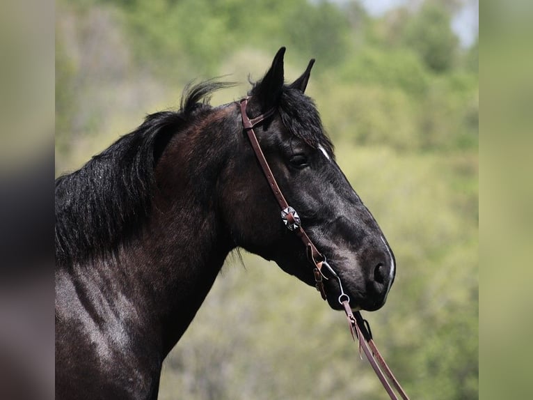 American Quarter Horse Castrone 7 Anni 165 cm Tobiano-tutti i colori in Somerset KY