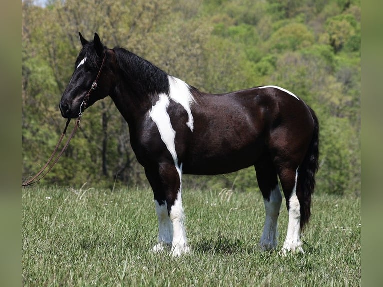 American Quarter Horse Castrone 7 Anni 165 cm Tobiano-tutti i colori in Somerset KY