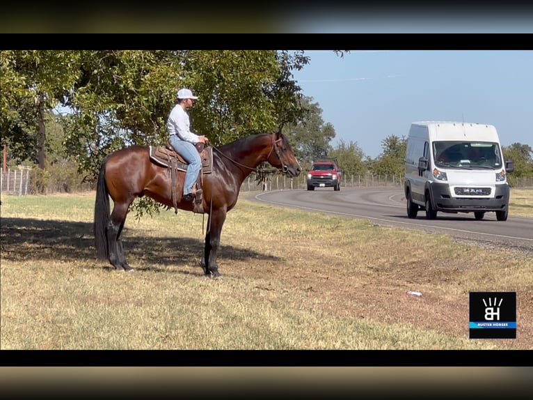 American Quarter Horse Castrone 7 Anni 168 cm Baio ciliegia in Weatherford TX