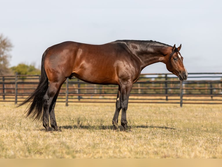 American Quarter Horse Castrone 7 Anni 168 cm Baio ciliegia in Weatherford TX