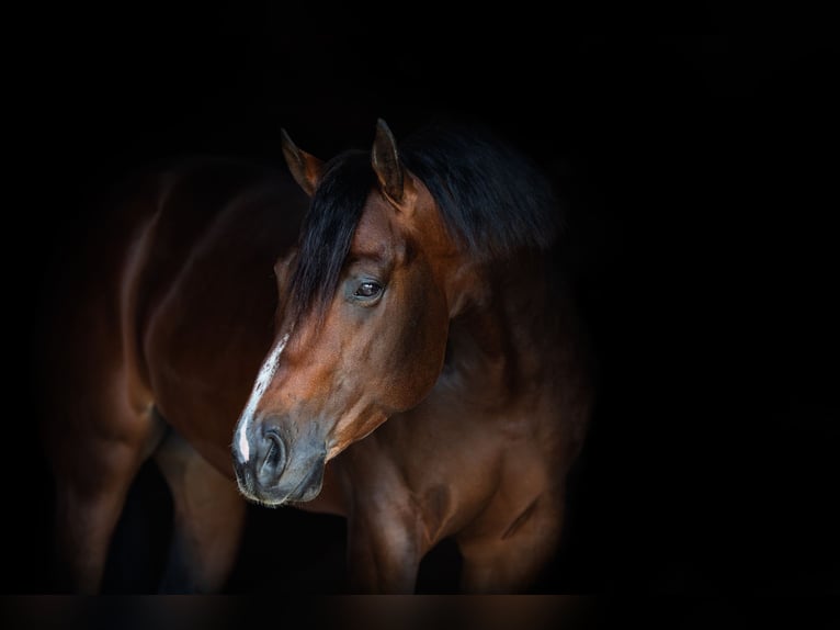 American Quarter Horse Castrone 7 Anni 168 cm Baio ciliegia in Weatherford TX