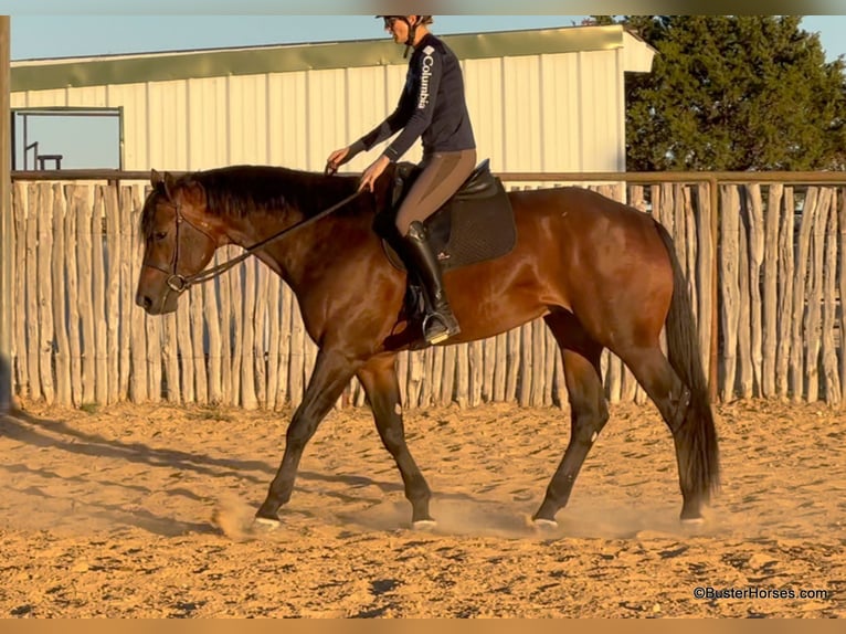 American Quarter Horse Castrone 7 Anni 168 cm Baio ciliegia in Weatherford TX