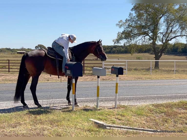 American Quarter Horse Castrone 7 Anni 168 cm Baio ciliegia in Weatherford TX