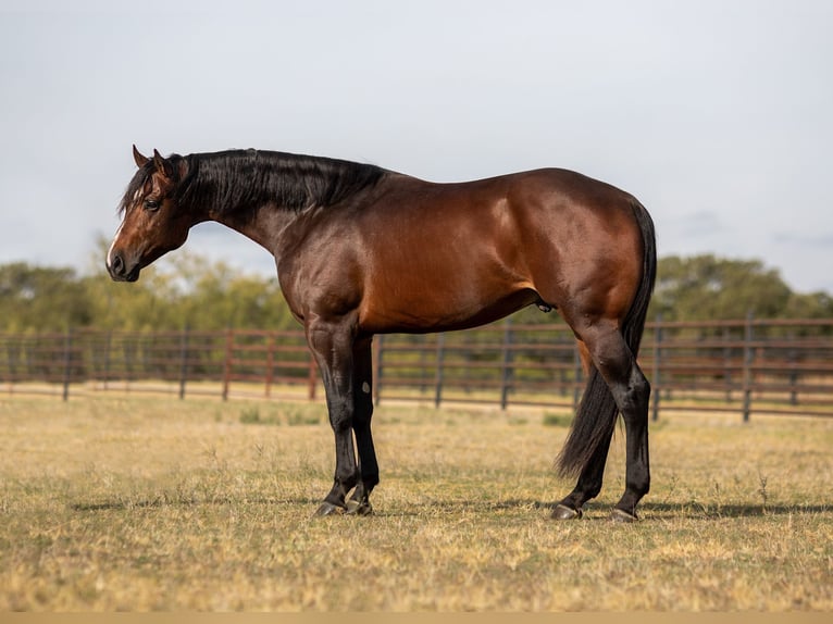 American Quarter Horse Castrone 7 Anni 168 cm Baio ciliegia in Weatherford TX