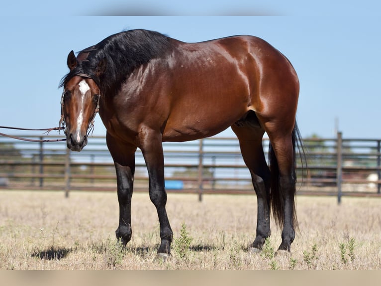 American Quarter Horse Castrone 7 Anni 168 cm Baio ciliegia in Weatherford TX