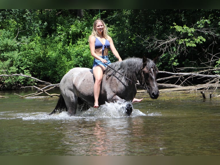 American Quarter Horse Castrone 7 Anni 168 cm Roano blu in Highland MI