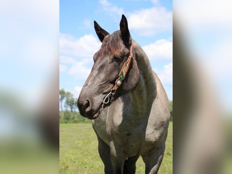 American Quarter Horse Castrone 7 Anni 168 cm Roano blu in Highland MI