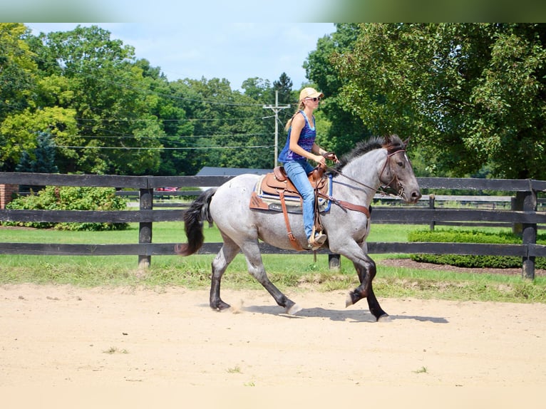 American Quarter Horse Castrone 7 Anni 168 cm Roano blu in Highland MI