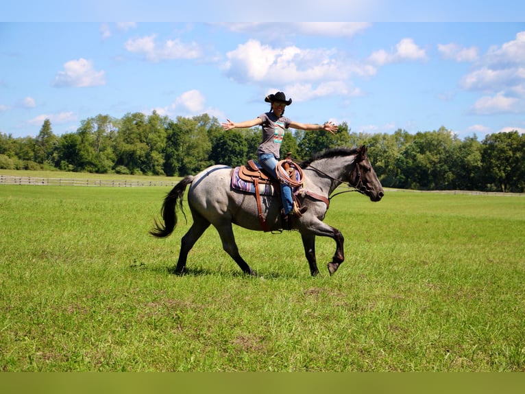 American Quarter Horse Castrone 7 Anni 168 cm Roano blu in Highland MI