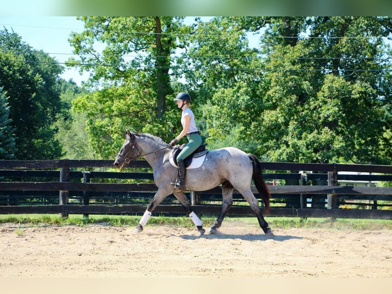 American Quarter Horse Castrone 7 Anni 168 cm Roano blu in Highland MI