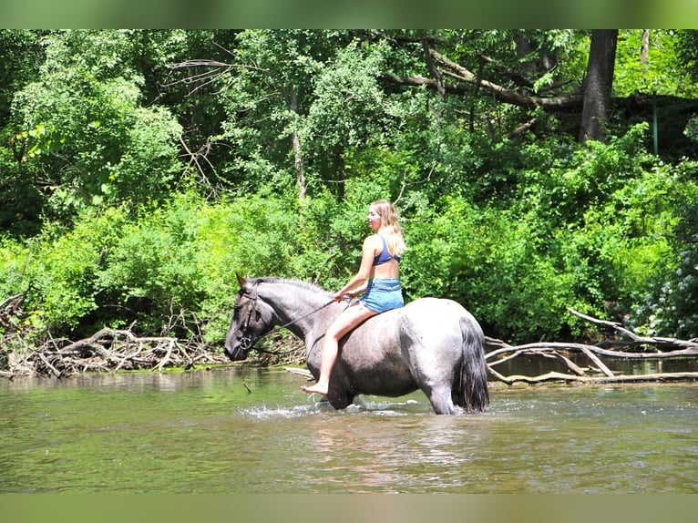 American Quarter Horse Castrone 7 Anni 168 cm Roano blu in Highland MI