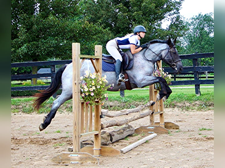 American Quarter Horse Castrone 7 Anni 168 cm Roano blu in Highland MI