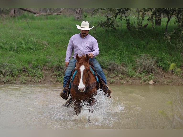 American Quarter Horse Castrone 7 Anni 168 cm Sauro ciliegia in Stephenville TX