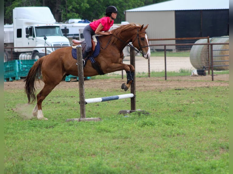 American Quarter Horse Castrone 7 Anni 168 cm Sauro ciliegia in Stephenville TX